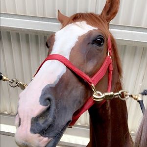 Meet your Posher, Haley